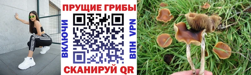 Псилоцибиновые грибы Cubensis  Ильский 